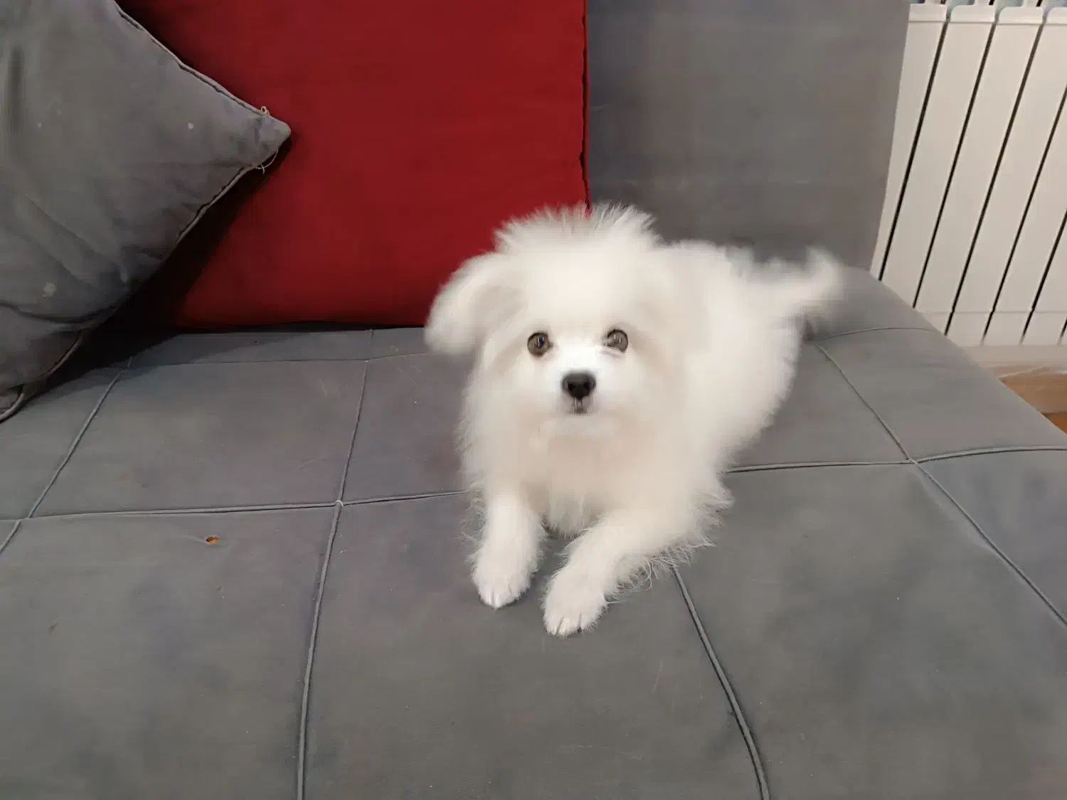 سگ مالتیز ۴ ماهه|سگ|تهران, توحید|دیوار