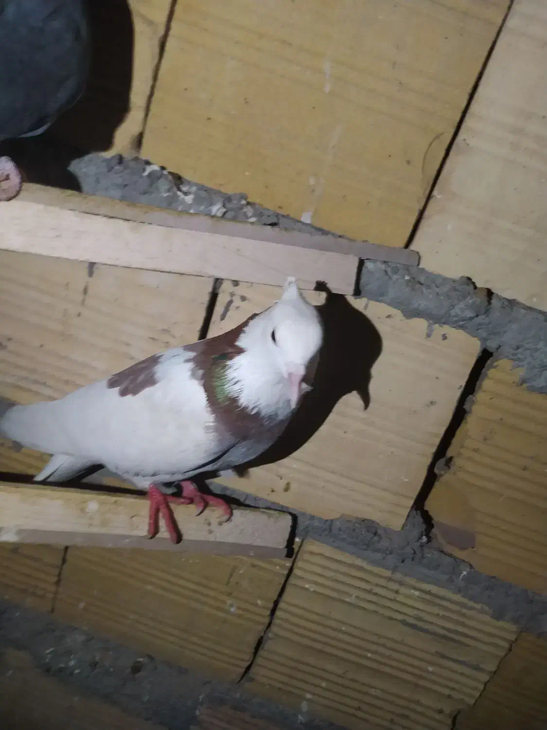 کفتر پرشی و طوقی|پرنده|یزد, |دیوار