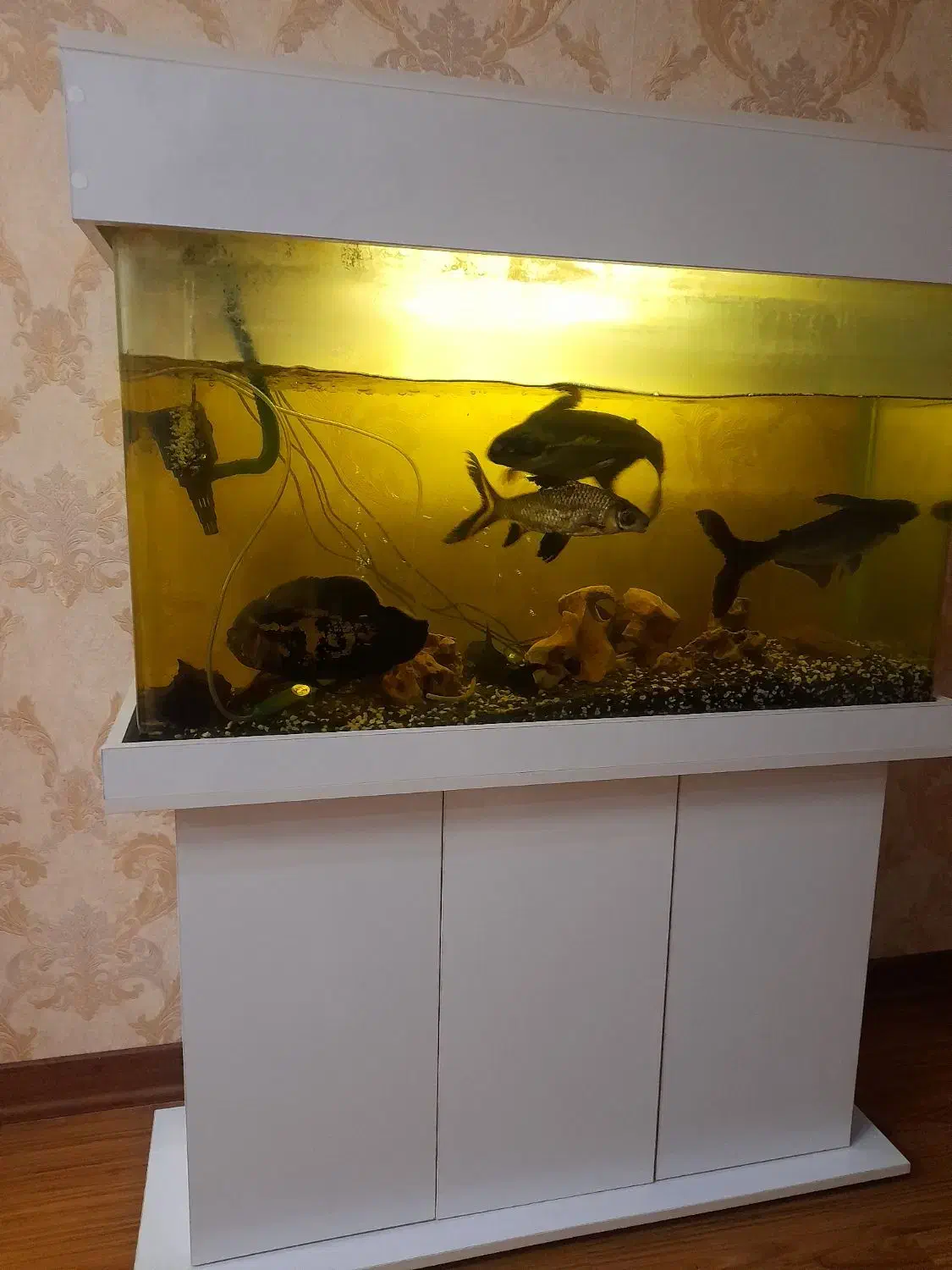 آکواریوم ۱ متری|ماهی|تهران, شهرک چیتگر|دیوار