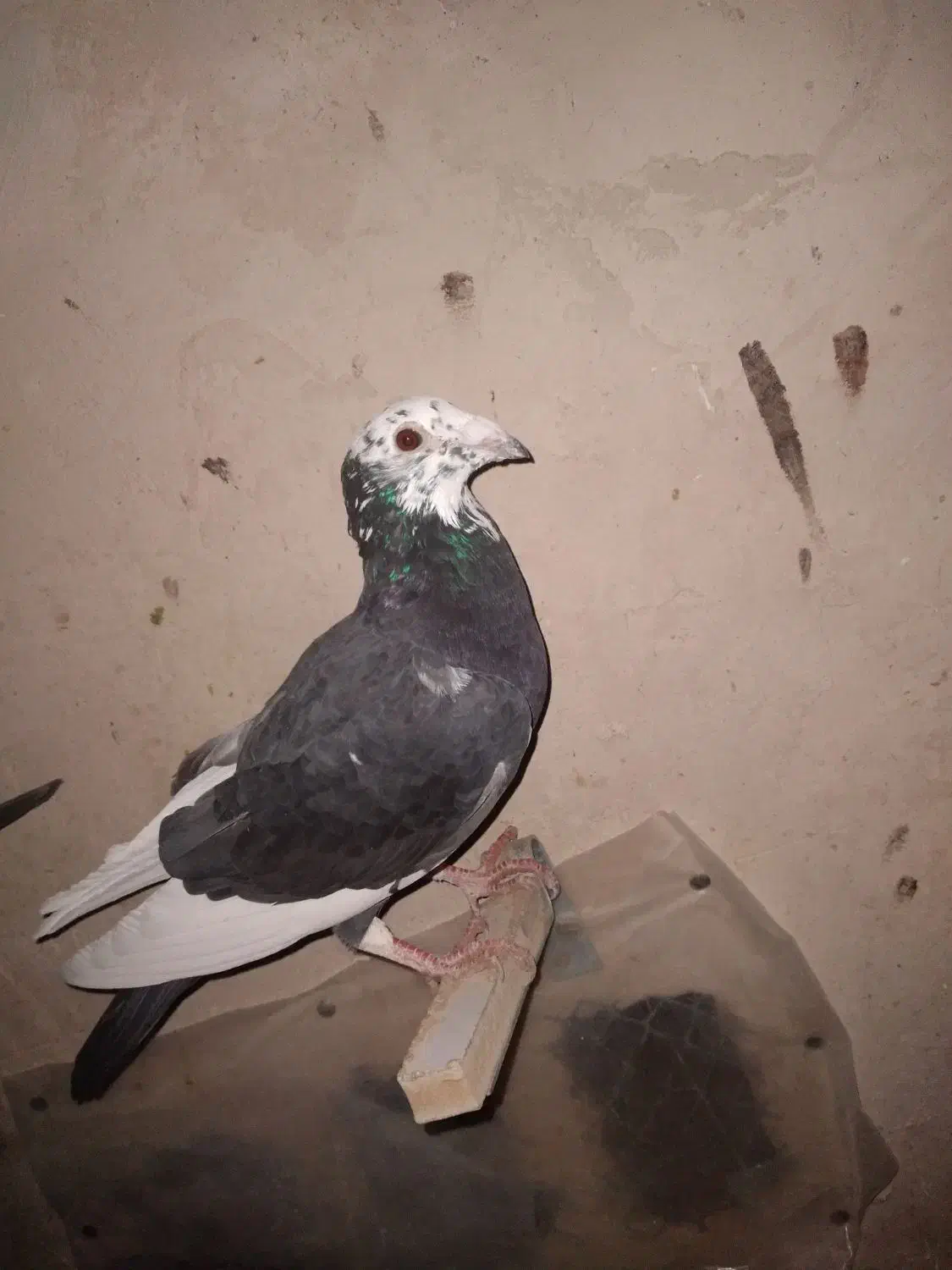 میلگرد|لوازم جانبی حیوانات|خواف, |دیوار