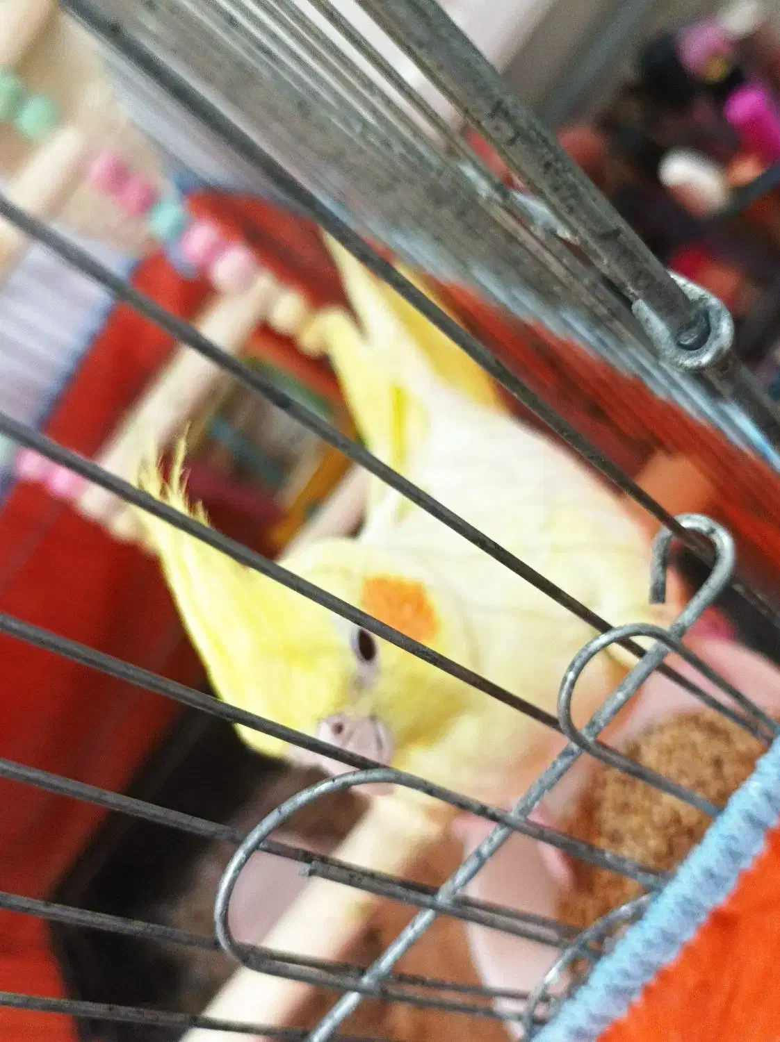 عروس هلندی|پرنده|نسیمشهر, |دیوار