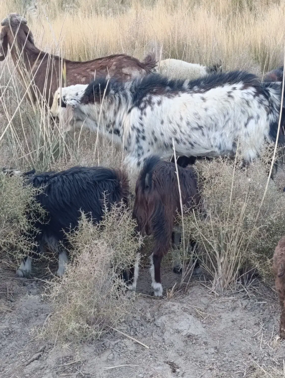 بزوگوسفند|حیوانات مزرعه|میرجاوه, |دیوار