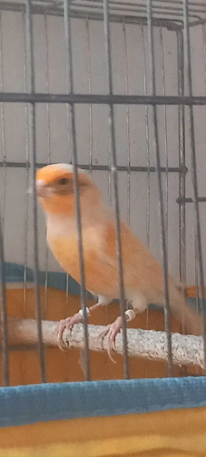 فروش دوجفت قناری|پرنده|مرودشت, نقش رستم|دیوار