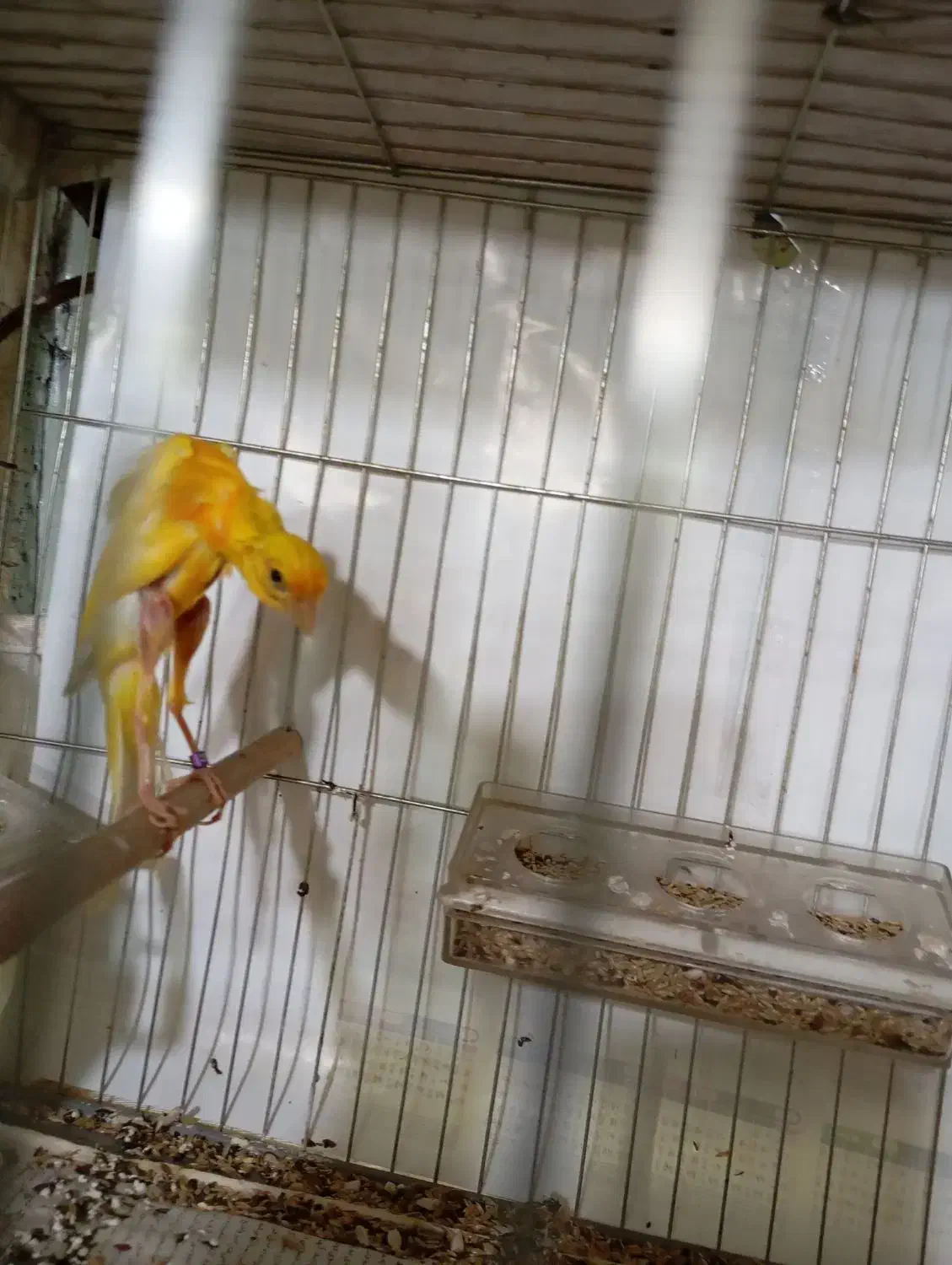 قناری جیبکس و مرغ عشق هلندی|پرنده|مشگین شهر, |دیوار