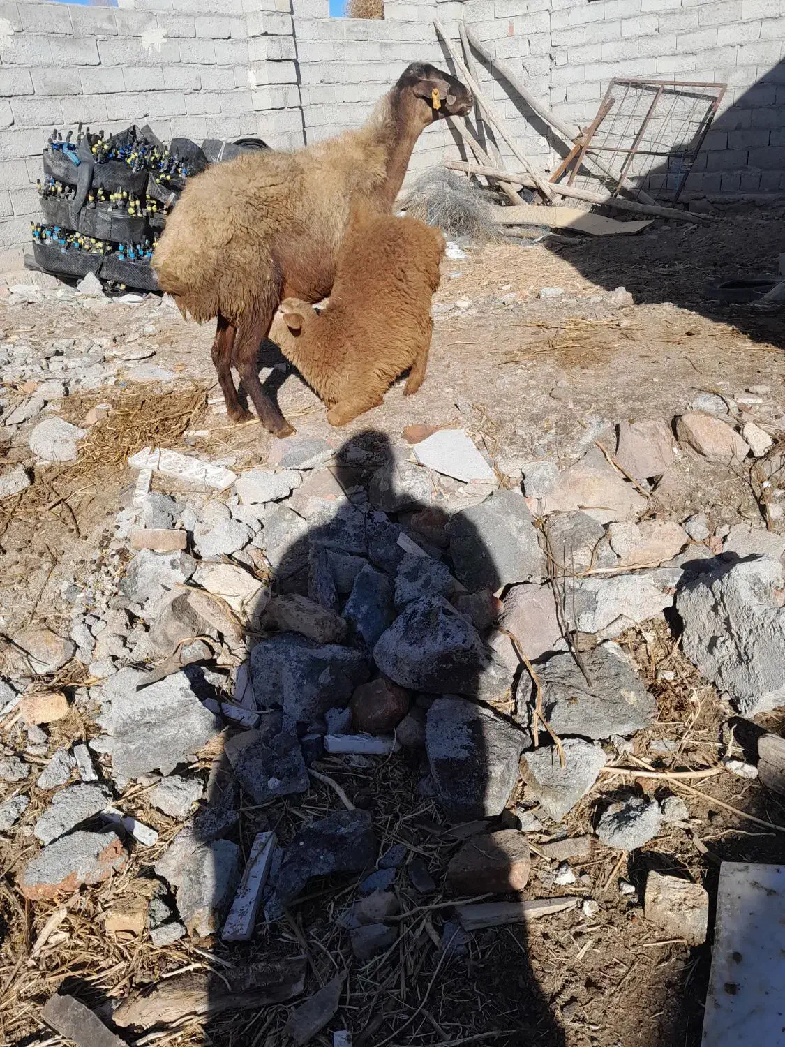 گوسفندباگوساله نر|حیوانات مزرعه|هیر, |دیوار