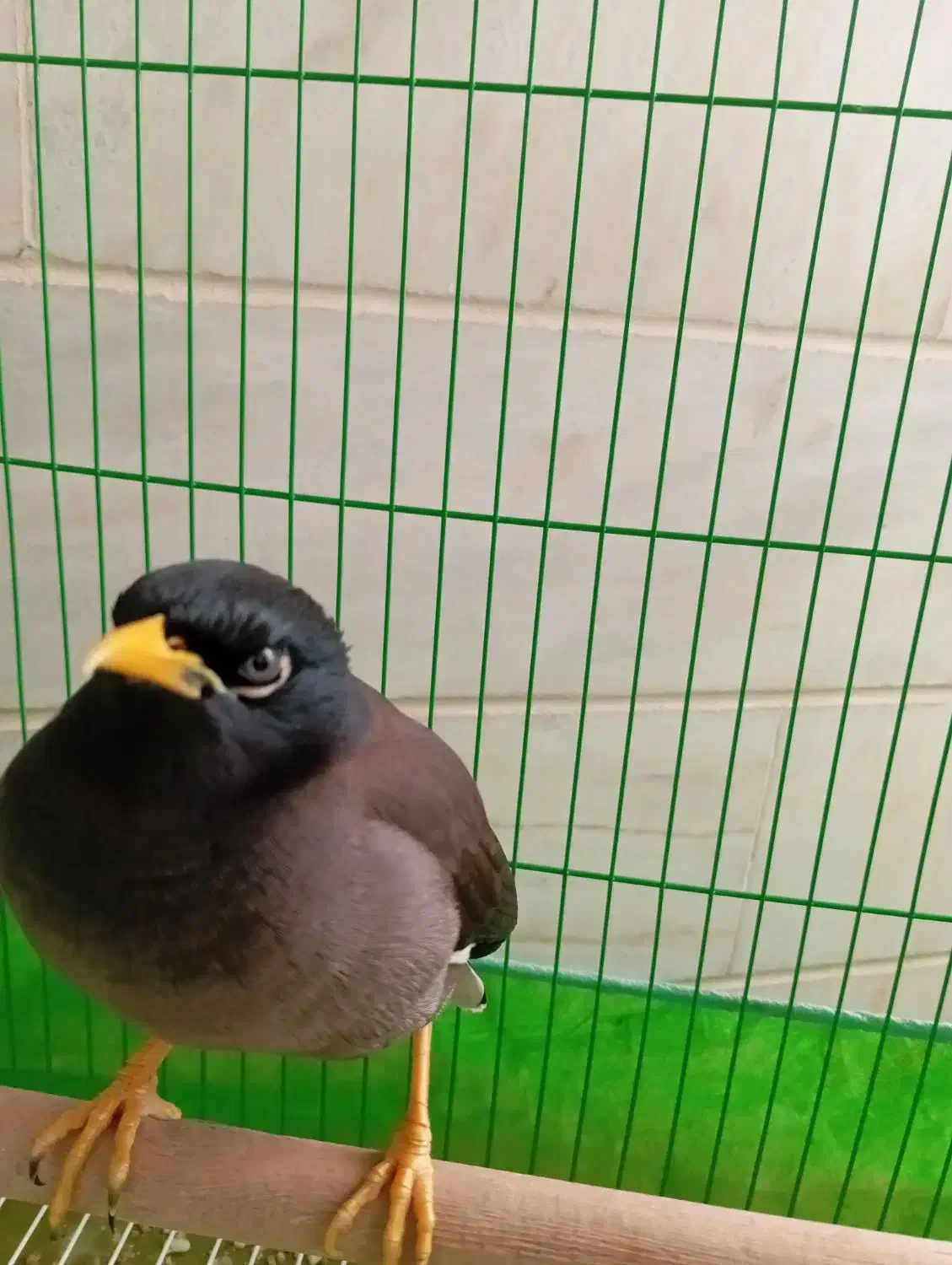 پرنده|پرنده|اردکان, |دیوار