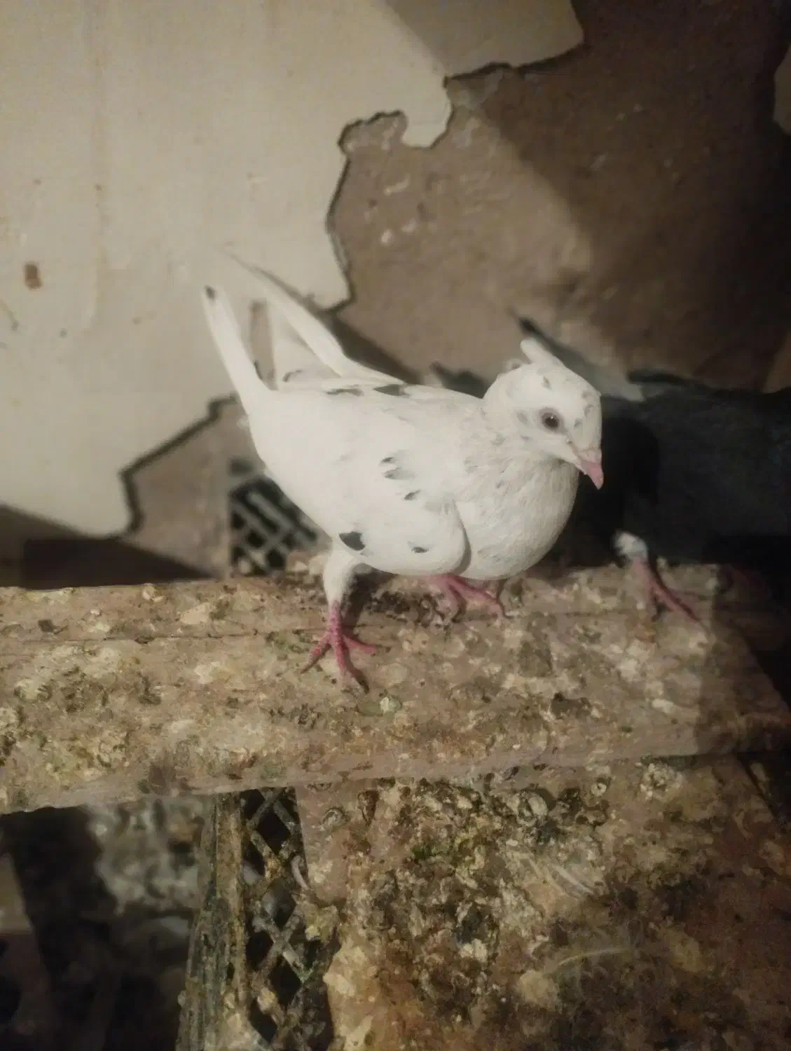 کبوتر اشعل کوهی دورگ طوقی|پرنده|اهواز, کیانپارس |دیوار