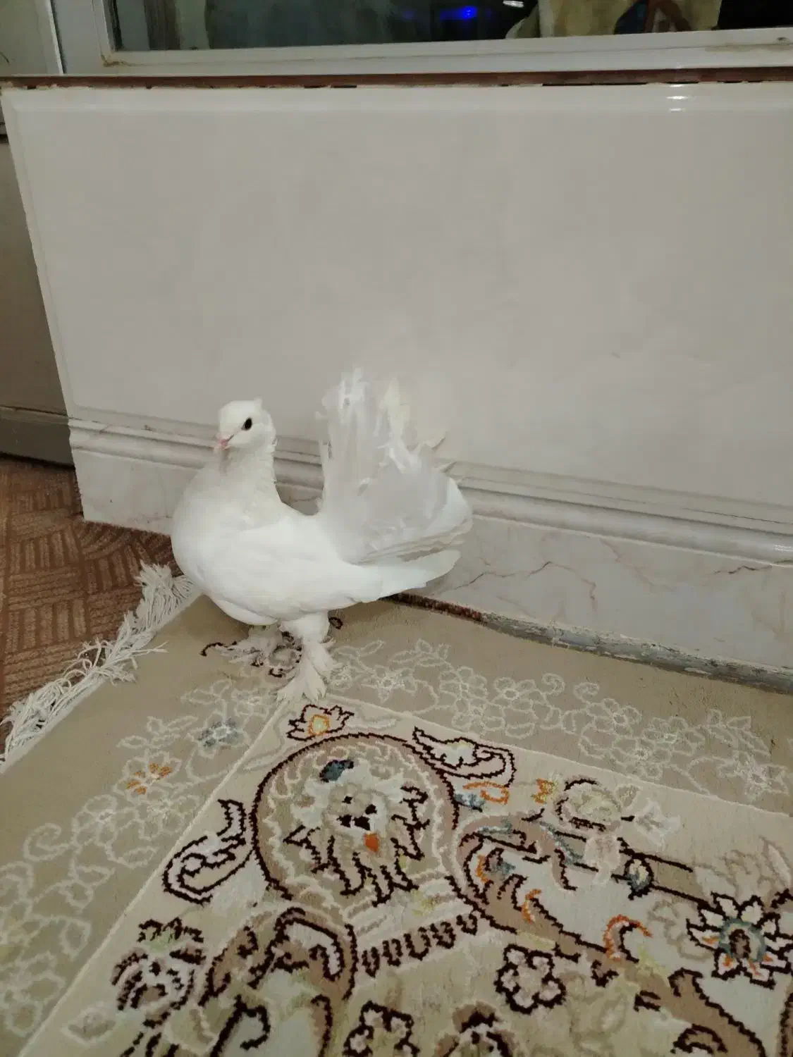 ماده چتری|پرنده|خمینی‌شهر, |دیوار