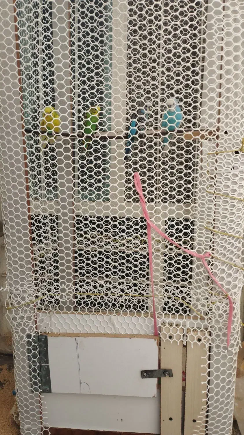 چهار عدد مرغ عشق|پرنده|دهلران, |دیوار