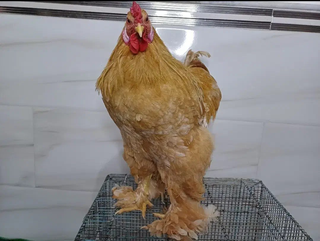 مرغ و خروس برهما|حیوانات مزرعه|قم, نیروگاه|دیوار