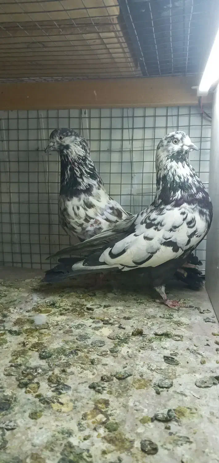 پرنده|پرنده|رشت, نظری|دیوار