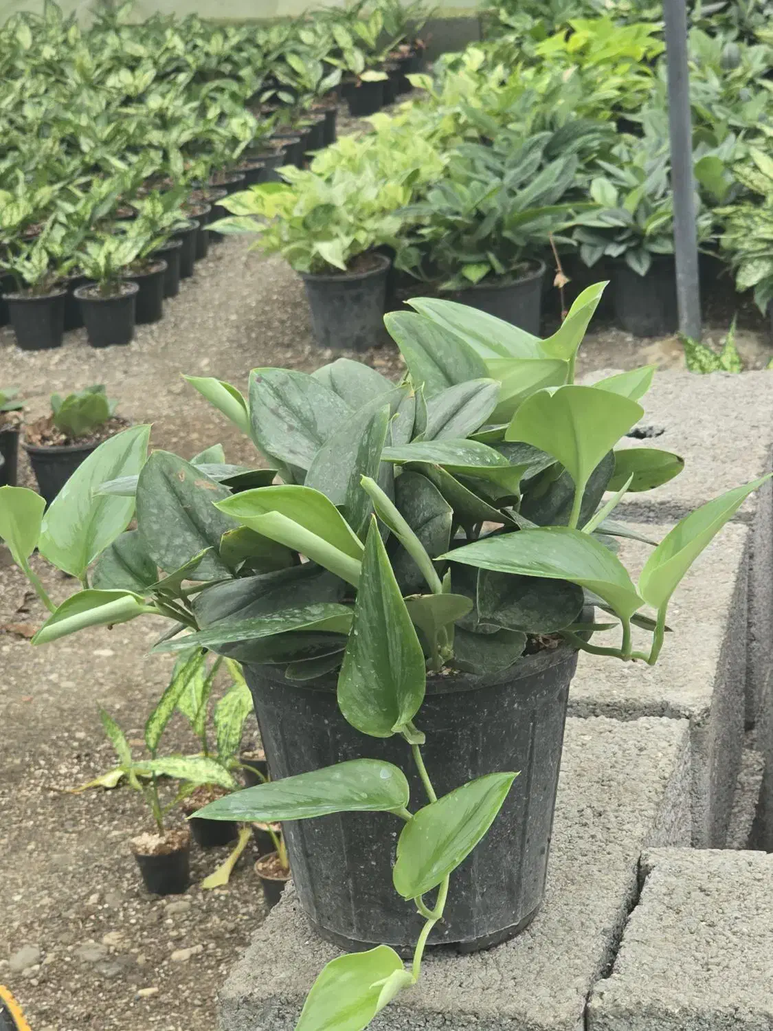 پتوس فرانسوی (مازندران-عباس‌آباد)|گل و گیاه طبیعی|تهران, میدان ولیعصر|دیوار