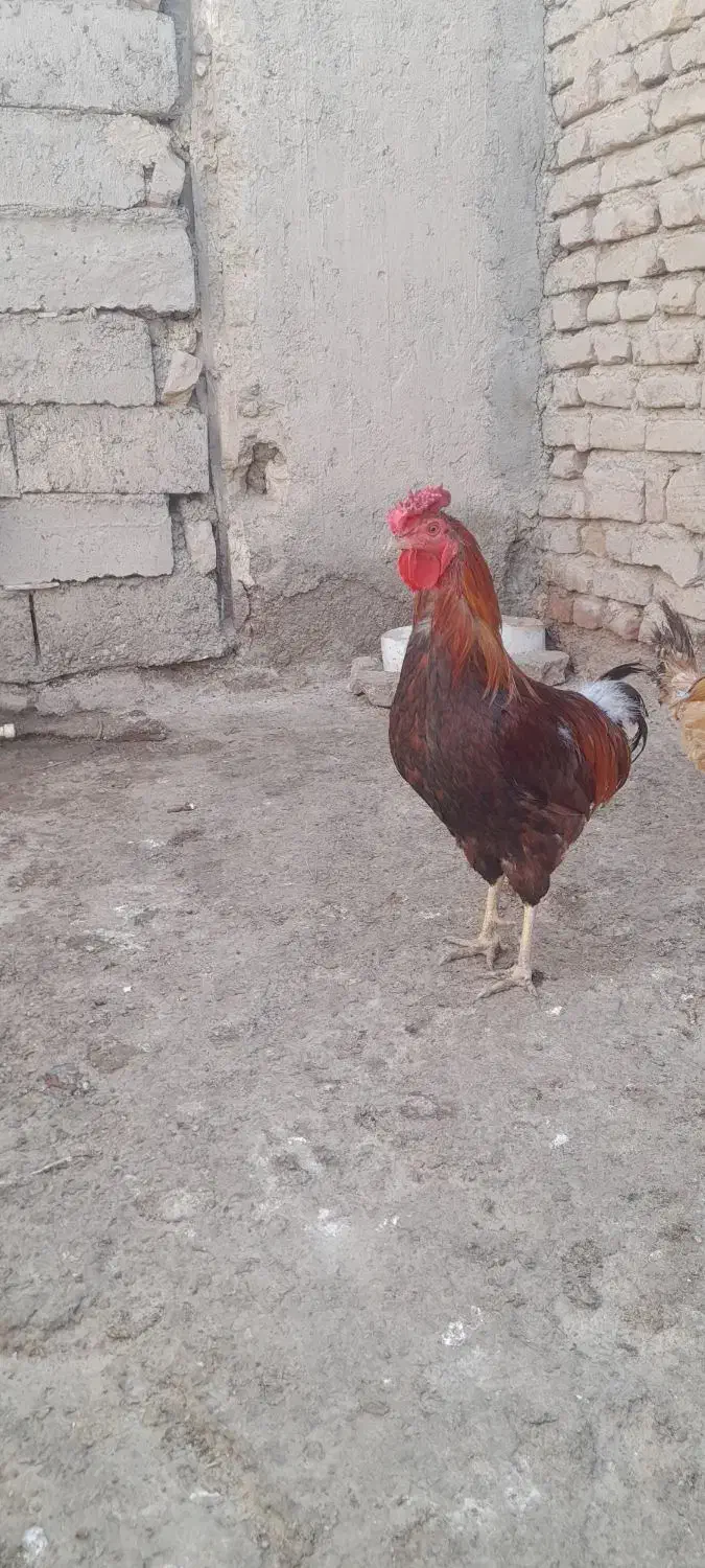 دو عددخروس محلی|حیوانات مزرعه|خمک, |دیوار