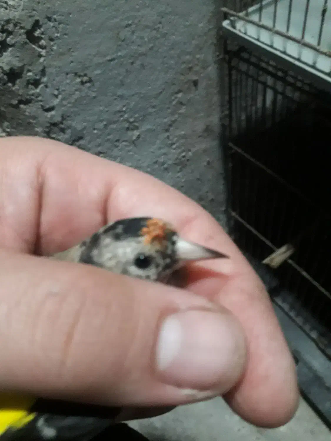 سهره وحشی جوجه نر|پرنده|رشت, لاکان شهر|دیوار