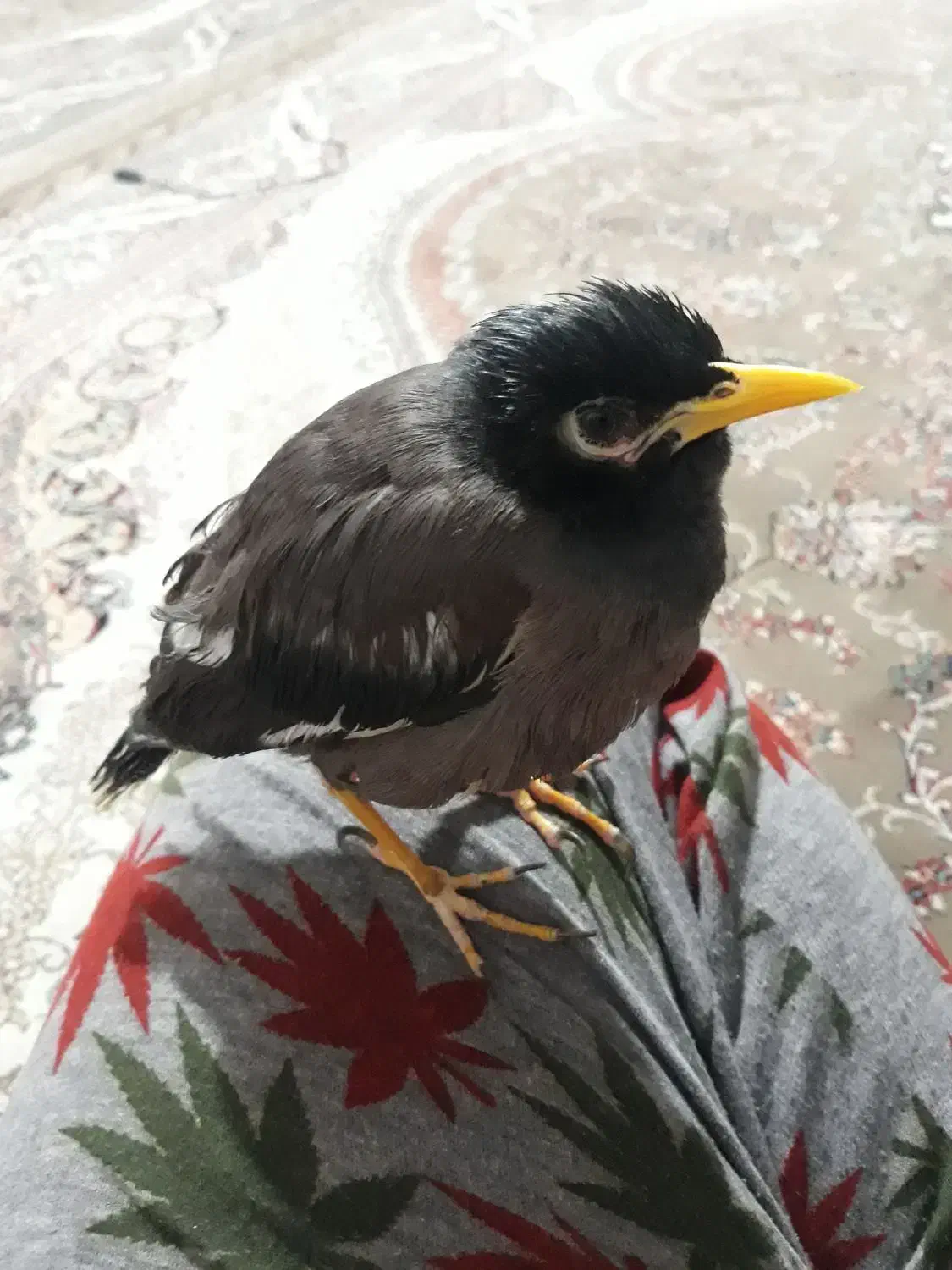 مرغ مینادستی ومرغ عشق وفنچ|پرنده|دوگنبدان, |دیوار