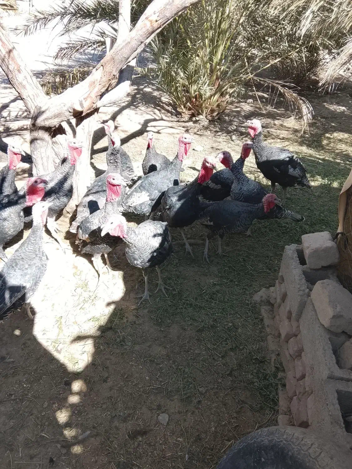 بوقلمون نروماده|پرنده|خاش, |دیوار