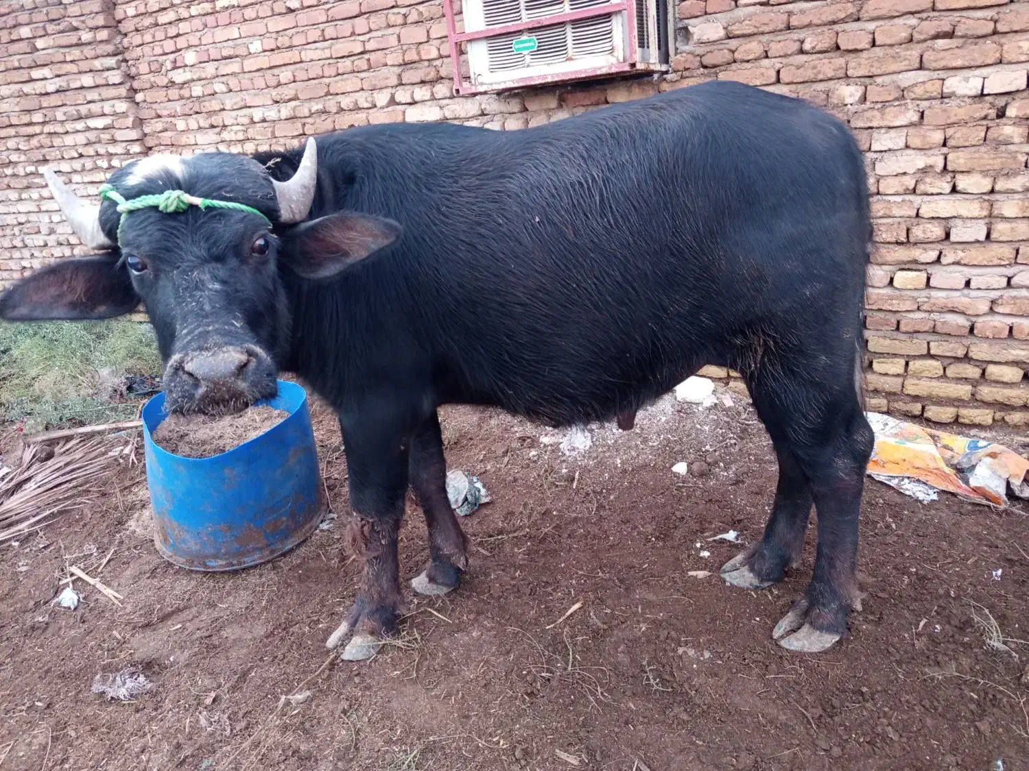 گاومیش نر دو ساله|حیوانات مزرعه|دشت آزادگان, |دیوار