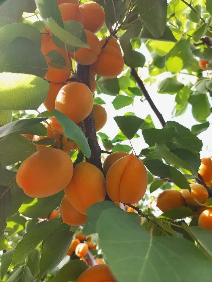 نهالستان انواع رقم های اقتصادی و پربار|خدمات باغبانی و درختکاری|میانه, |دیوار