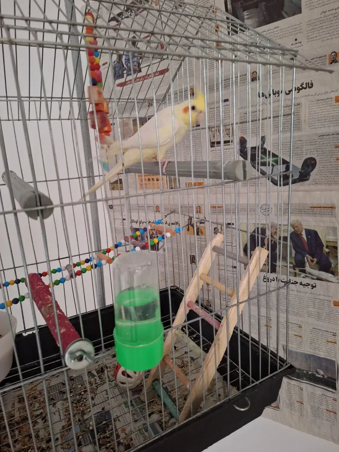 عروس هلندی|پرنده|ساری, |دیوار