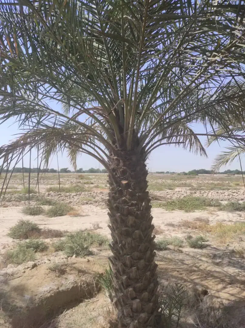 برش نخل رایگان|خدمات باغبانی و درختکاری|بهبهان, |دیوار