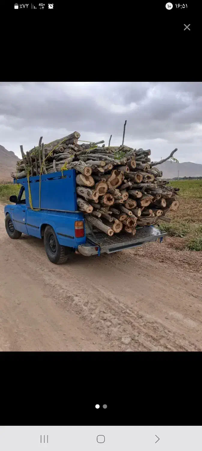 درخت گردو وانواع درختان خریداریم|خدمات باغبانی و درختکاری|بروجرد, |دیوار