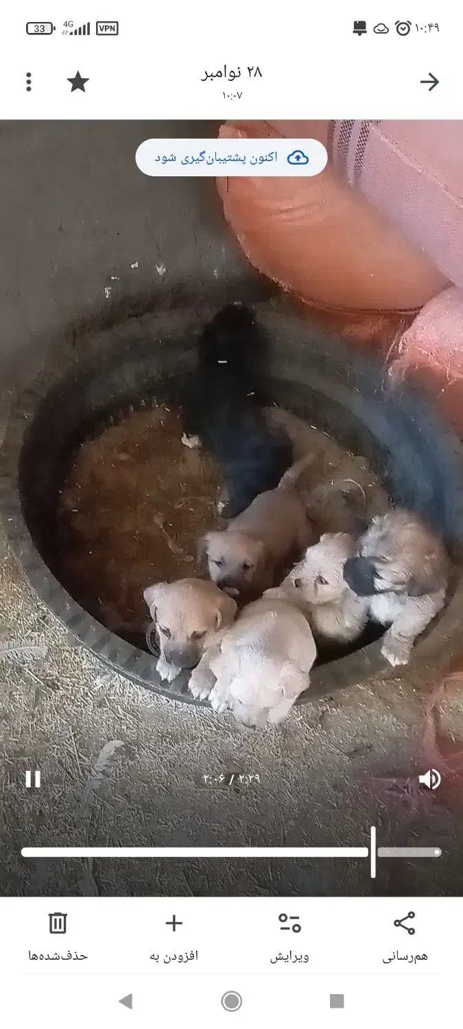 توله سگ پا کوتاه|سگ|مود, |دیوار