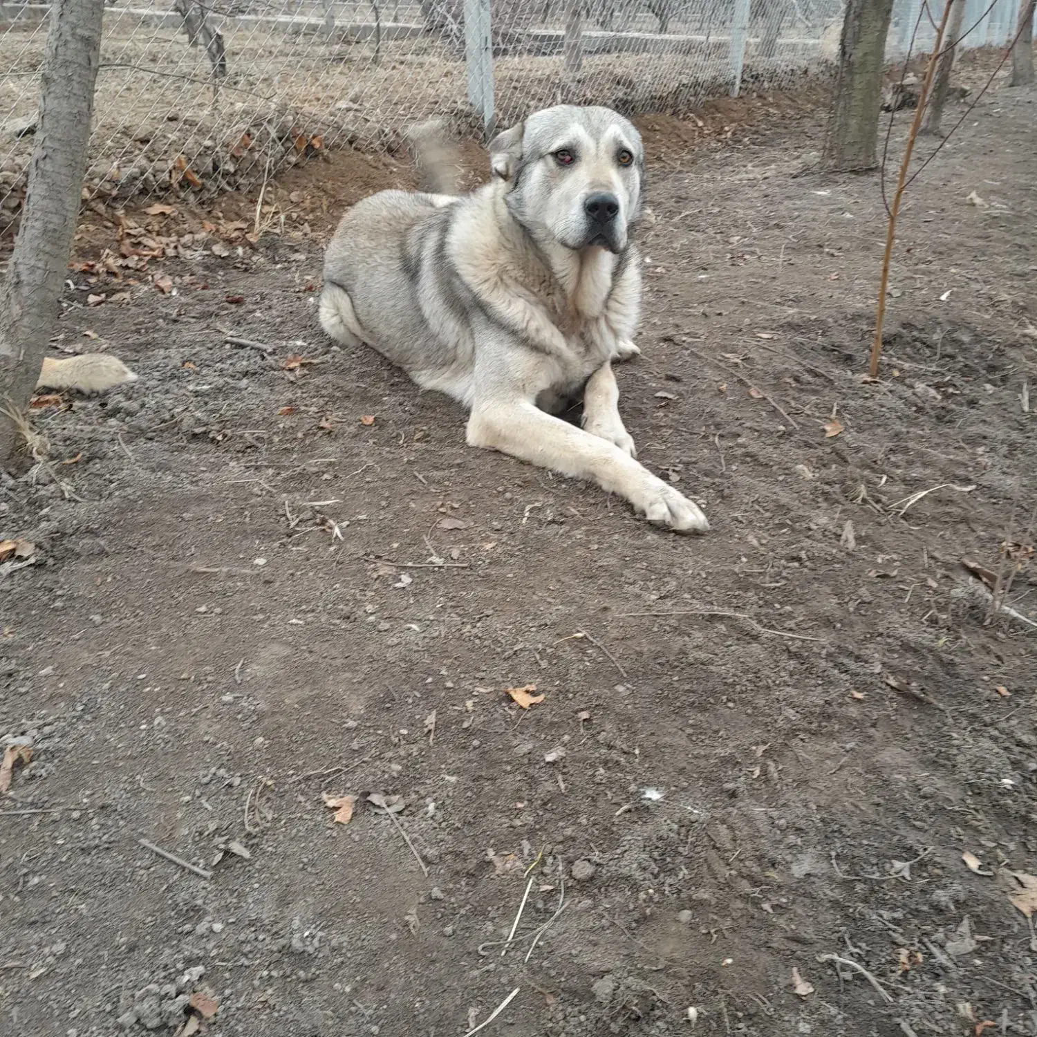 سگ واگذاری|سگ|ارومیه, |دیوار