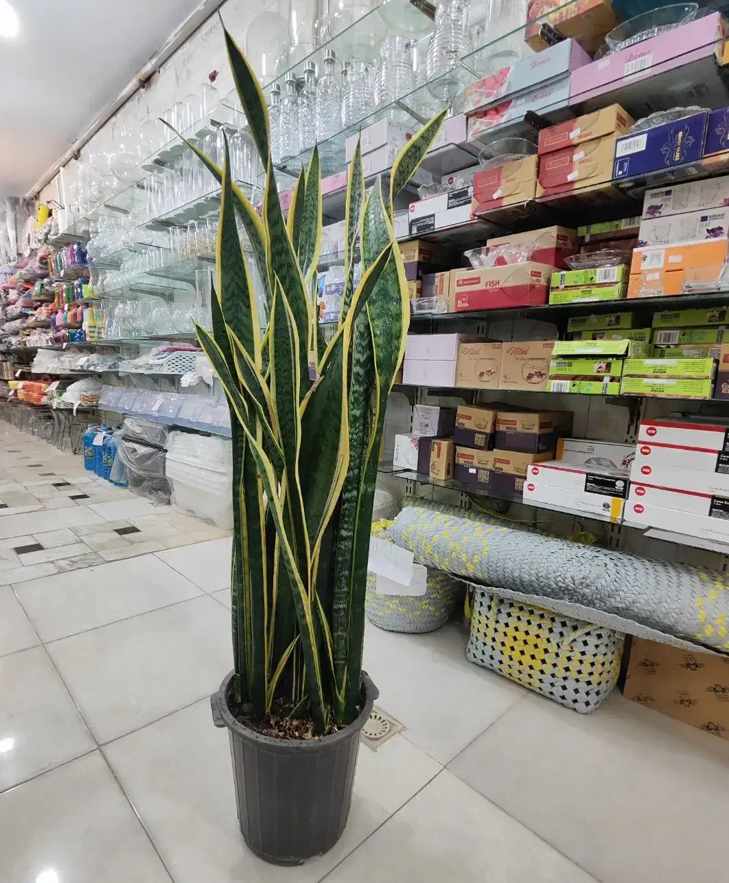 گلدان سانسوریا سایز بزرگ ابلق شامادورا پتوس شفلرا|گل و گیاه طبیعی|قم, ولیعصر|دیوار