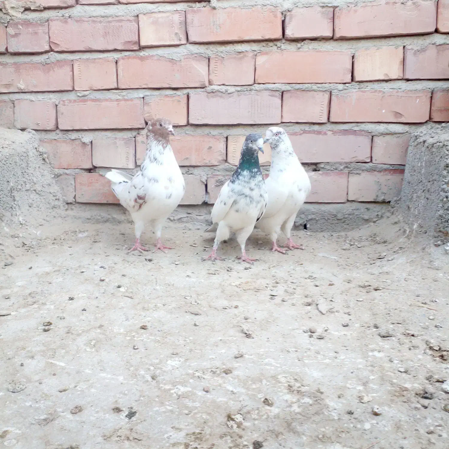 کبوتر|پرنده|جیرفت, |دیوار