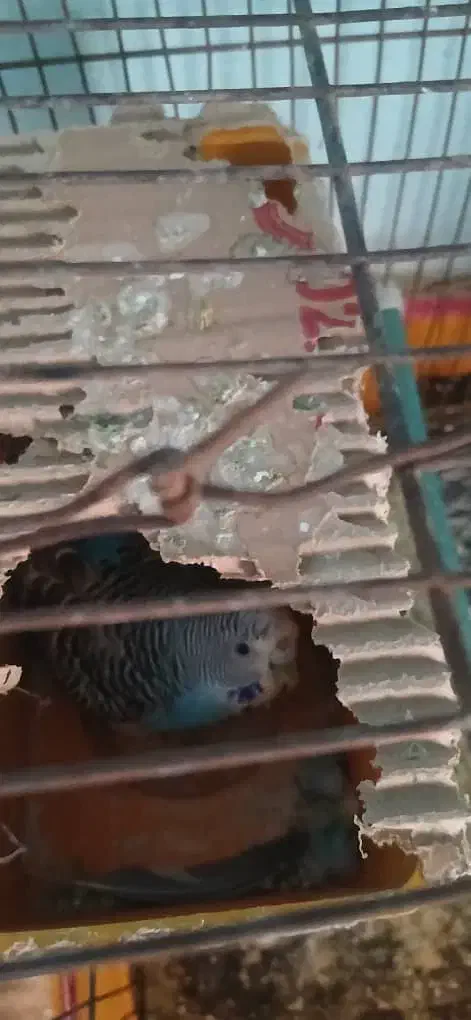 دوجفت مرغ عشق|پرنده|مسجد سلیمان, |دیوار