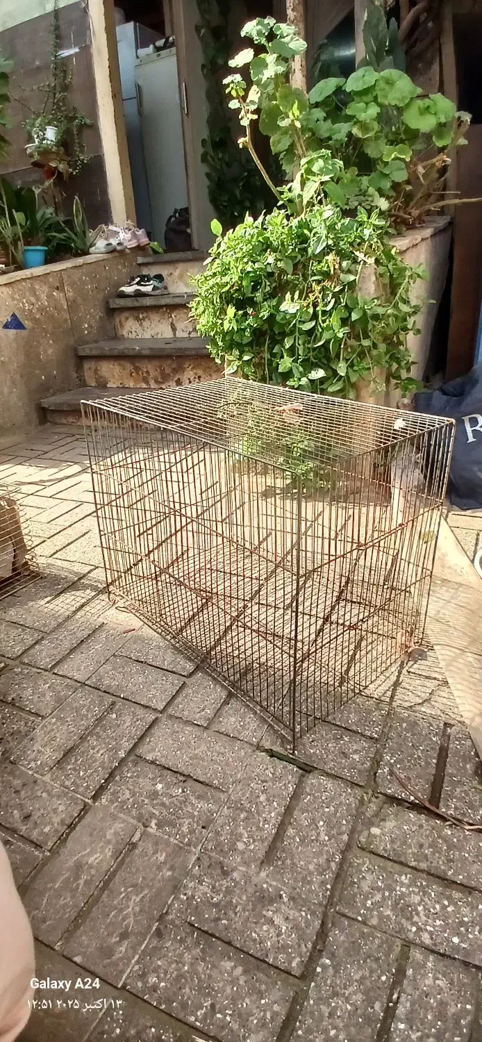 قفس جوجه مرغ عشق خرگوش مینا|لوازم جانبی حیوانات|رشت, اسماعیل آباد|دیوار