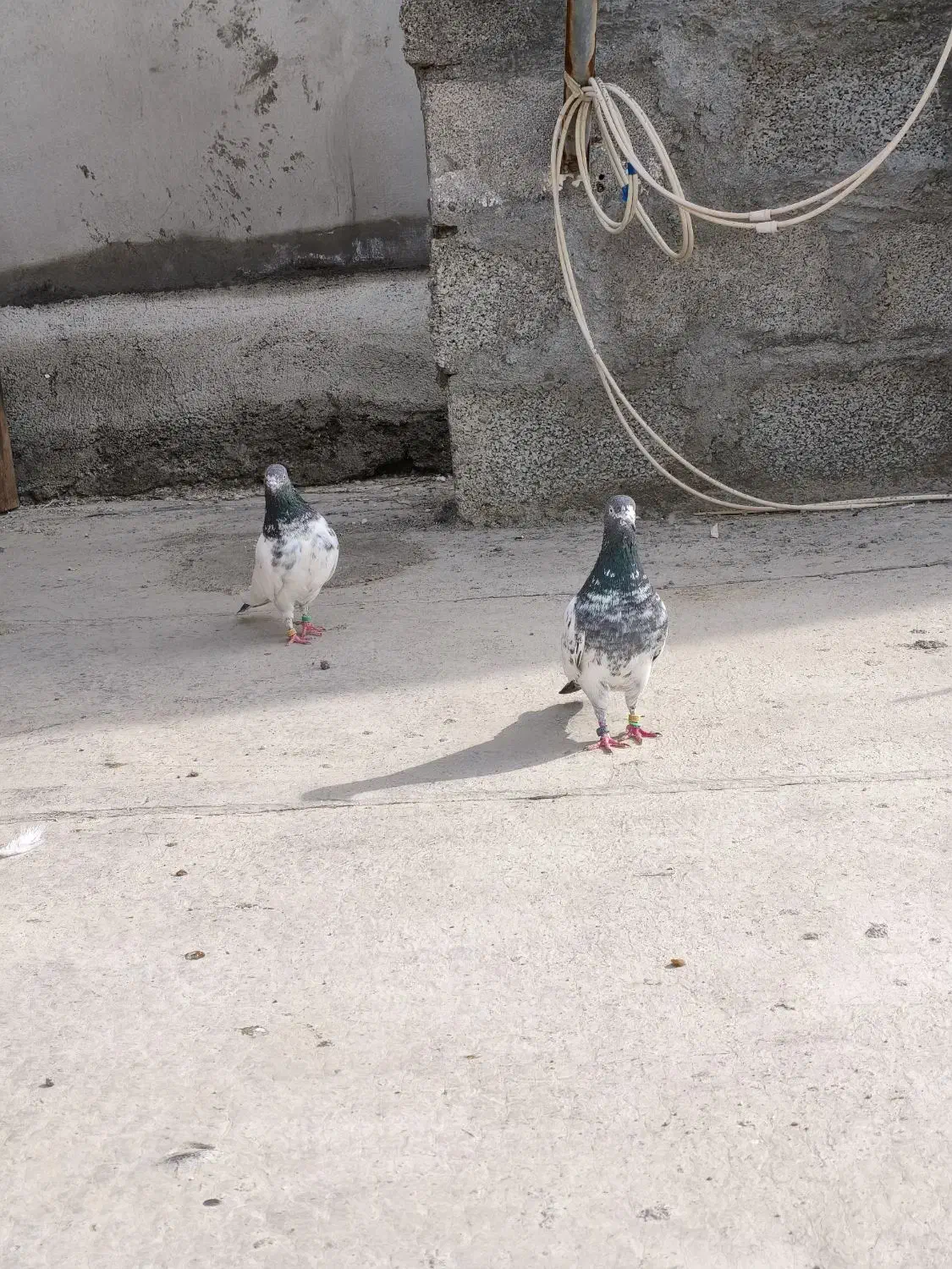 کبوتر پاکستانی|پرنده|بندرعباس, |دیوار