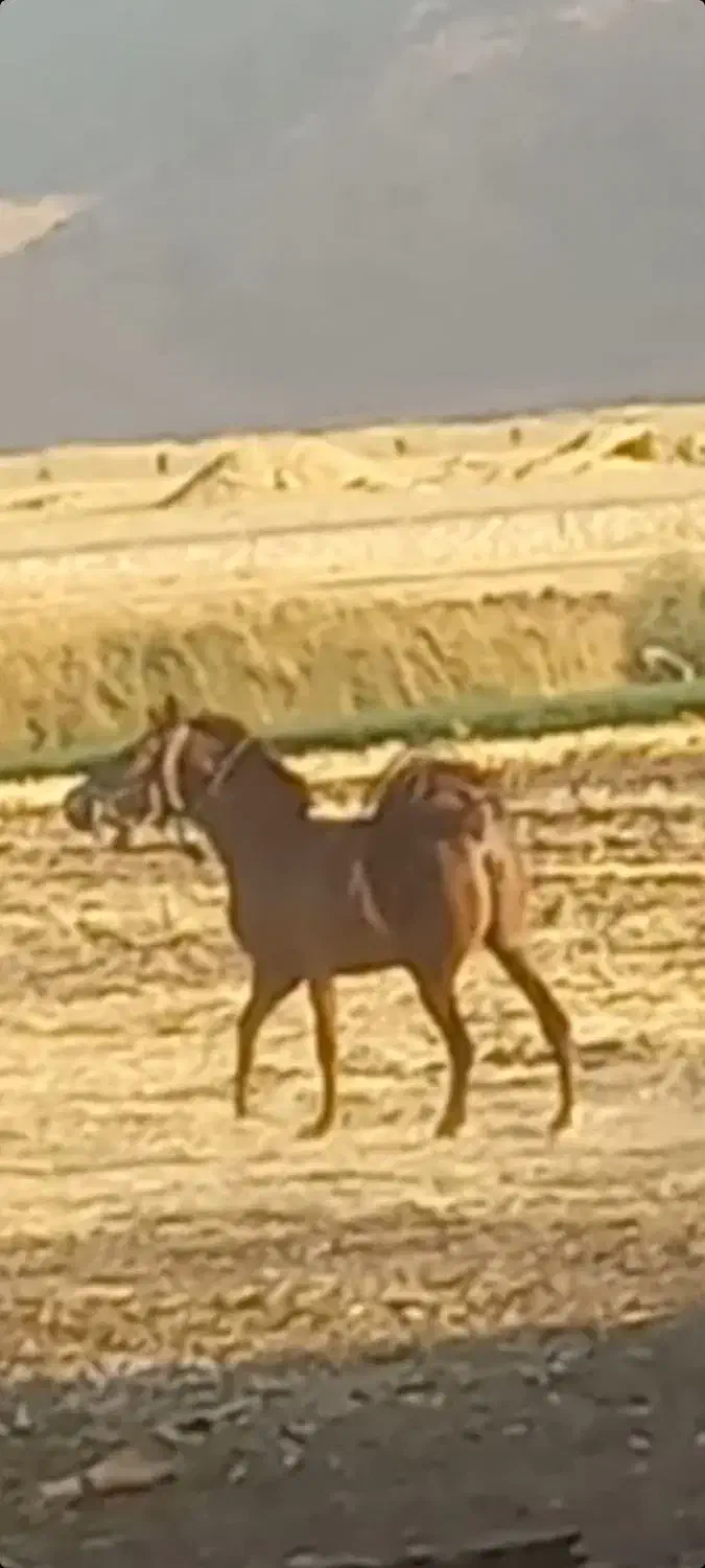 مادیان اول شکم کره پهلوان لارتی|اسب و تجهیزات اسب‌سواری|کامیاران, |دیوار