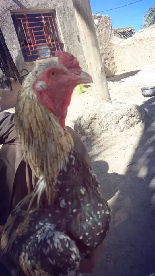 خروس لاری فروشی ومعامله ای|حیوانات مزرعه|سراوان, |دیوار