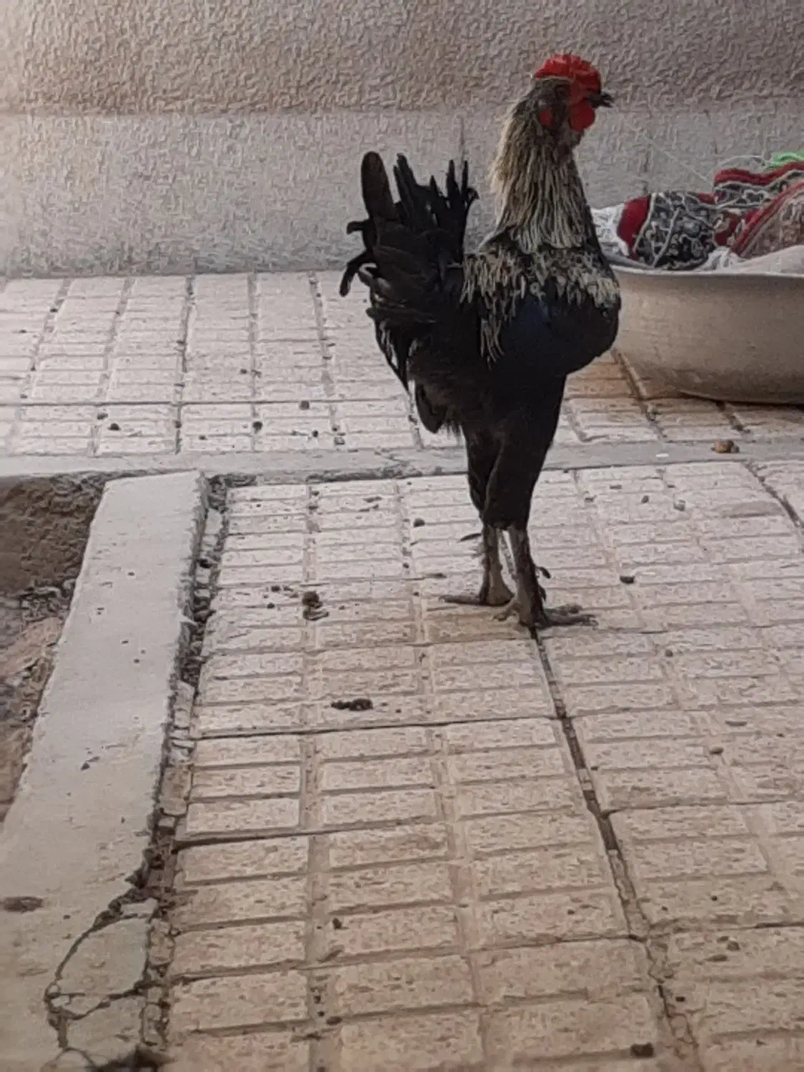خروس|حیوانات مزرعه|اصفهان, گورتان|دیوار