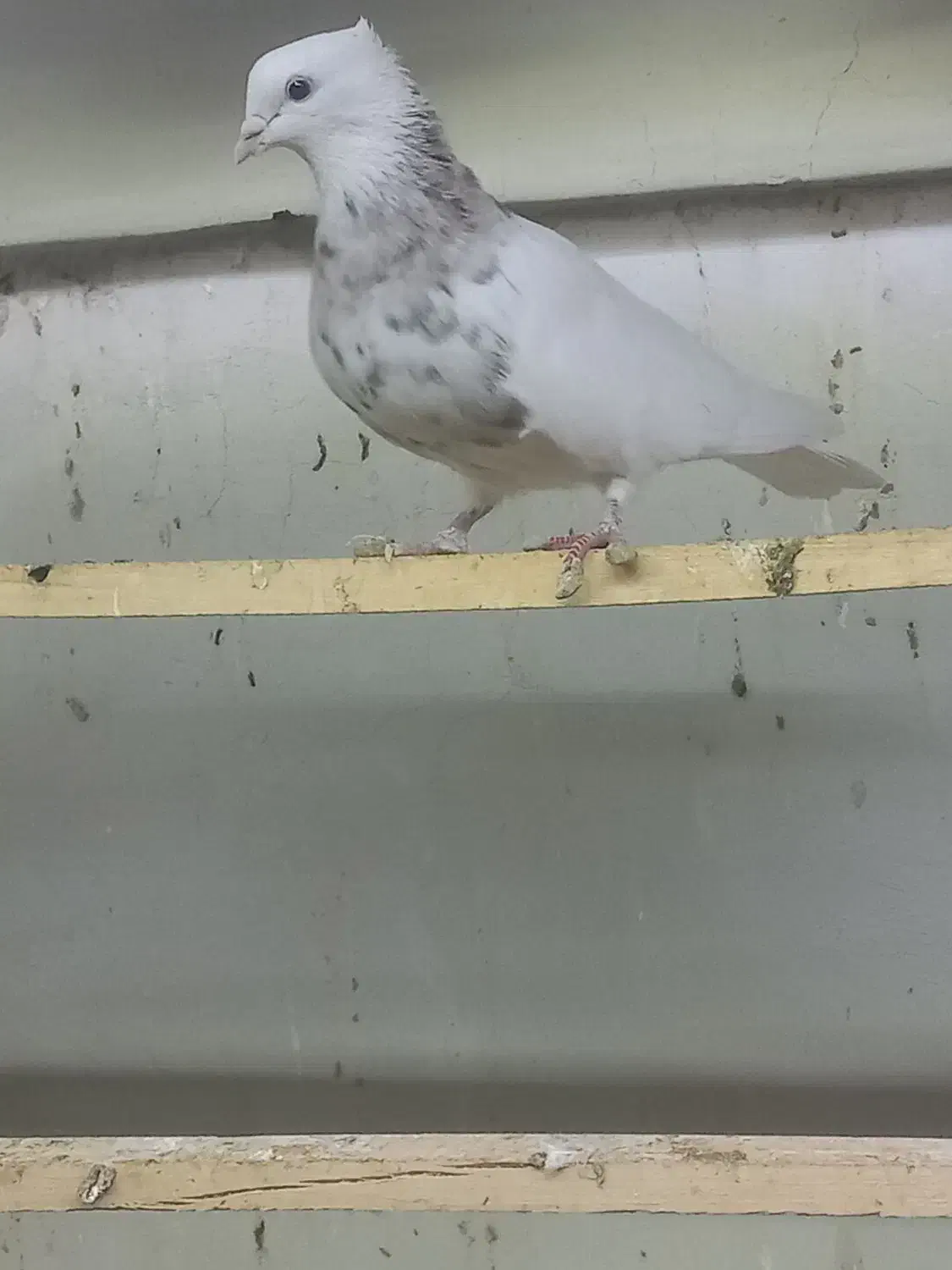 طوقی هفت رنگ طوقی آجری|پرنده|فرخ‌شهر, |دیوار