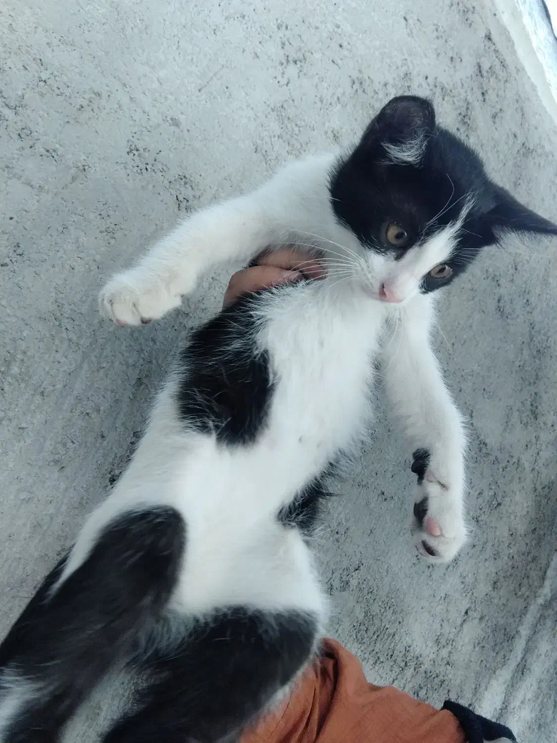 بچه گربه سه ماهه نر|گربه|قائم‌شهر, |دیوار