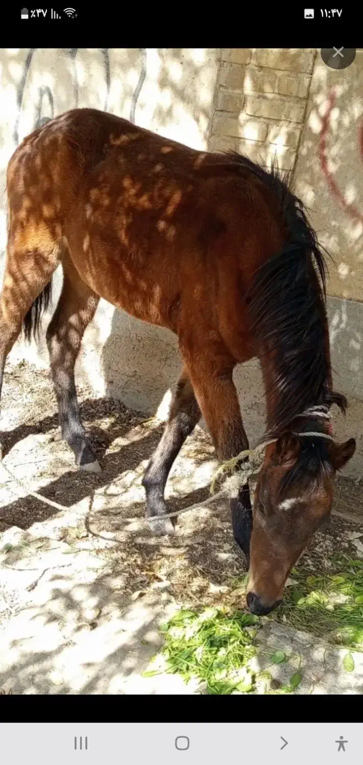 فروش الاغ و کره اسب مادیان|حیوانات مزرعه|اشتهارد, |دیوار