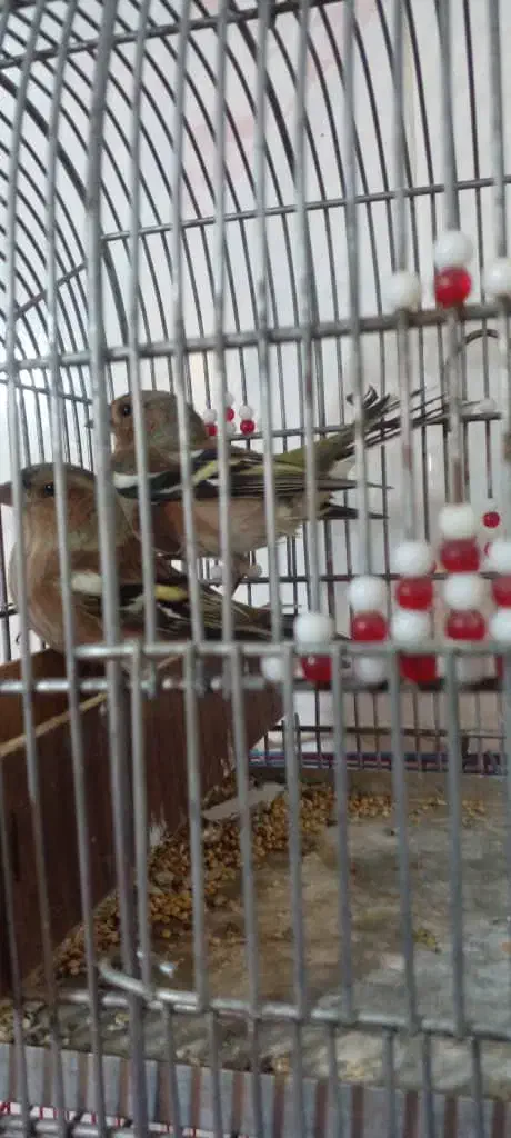 سیره|پرنده|بندر ماهشهر, |دیوار