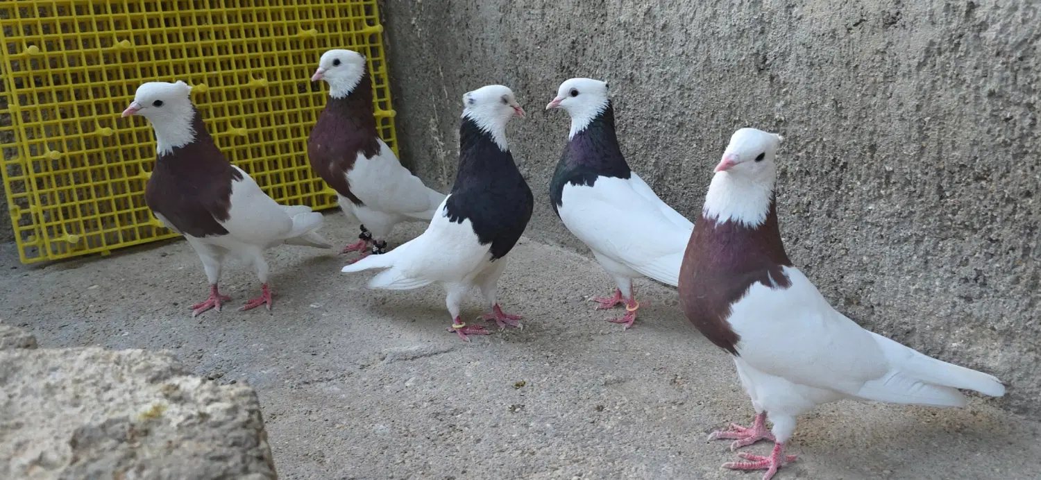 طوقی|پرنده|شیراز, شهرک گلها|دیوار