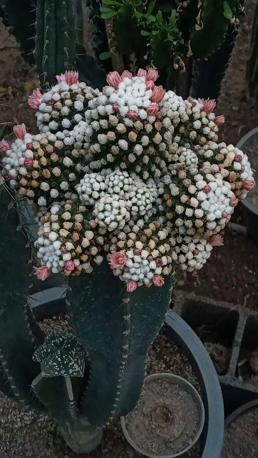 کاکتوس و گل و گیاه طبیعی|گل و گیاه طبیعی|تهران, شهید فکوری|دیوار