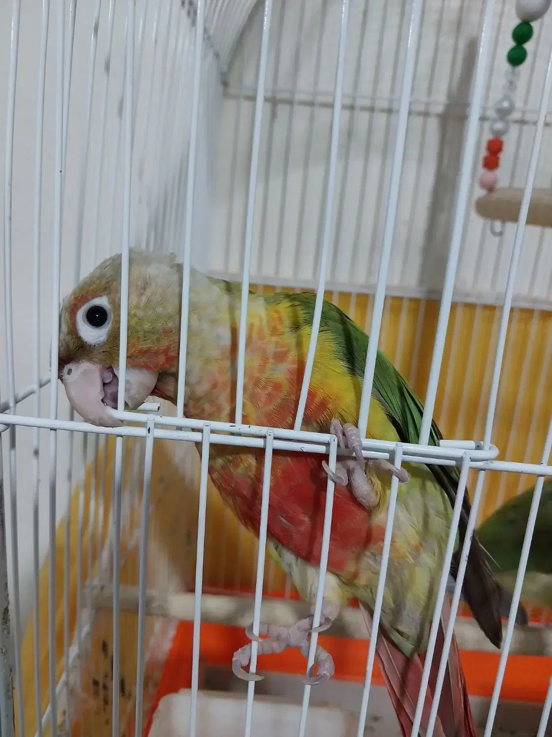 طوطی گرینچیک اناناسی|پرنده|تهران, سبلان (لشگر)|دیوار