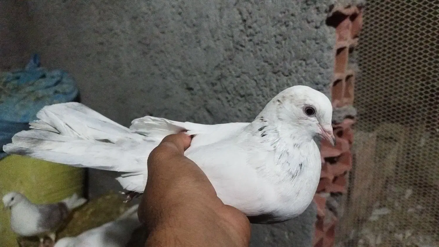 سور ماده|پرنده|بم, |دیوار