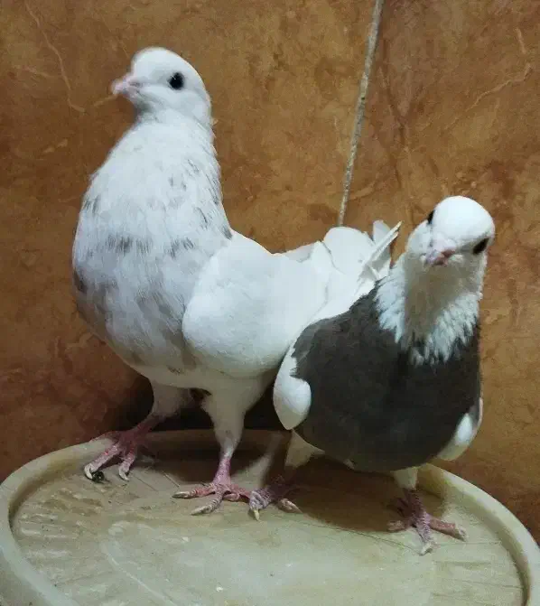 طوقی|پرنده|دره شهر, |دیوار