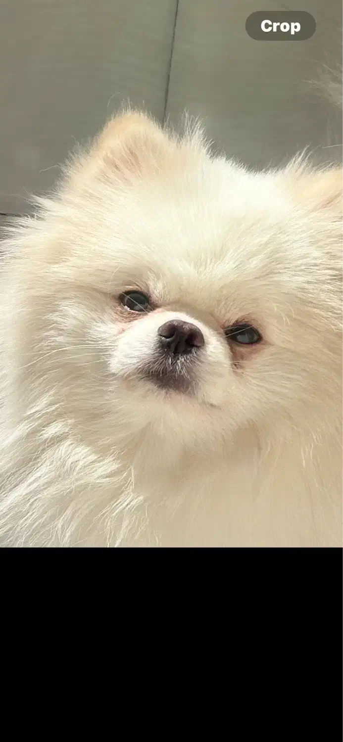 پامر|سگ|فردیس, دهکده|دیوار