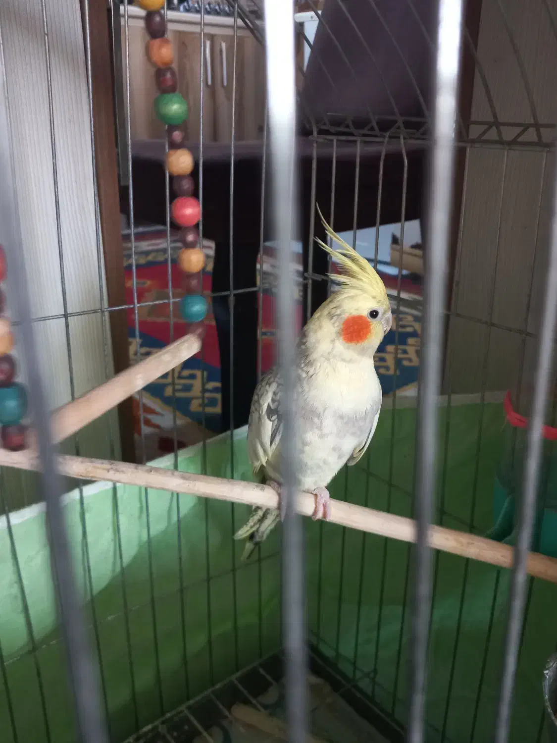 عروس هلندی|پرنده|لاهیجان, کوی زمانی|دیوار