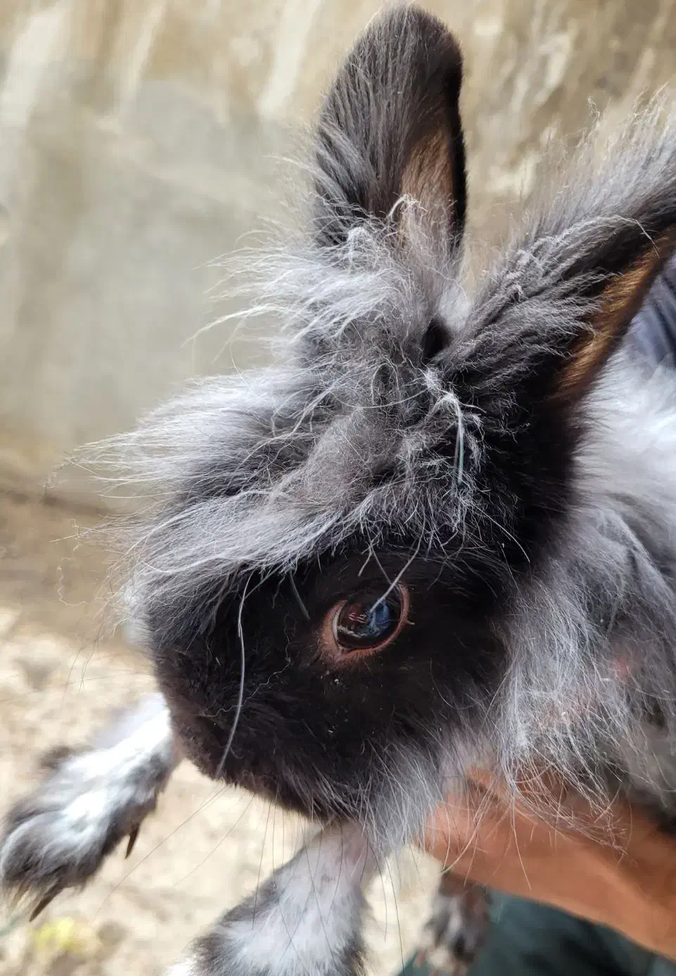 خرگوش|موش و خرگوش|اراک, |دیوار