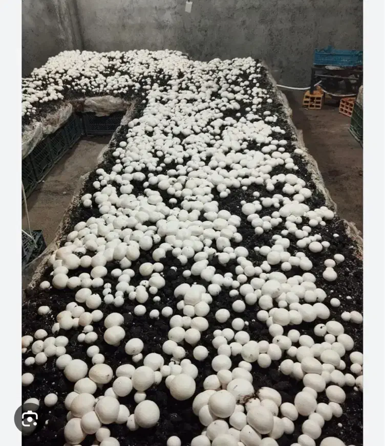 رهن و اجاره سالن های تجهیز شده پرورش قارچ شهریار|اجارهٔ دفتر صنعتی، کشاورزی، تجاری|شاهدشهر, |دیوار