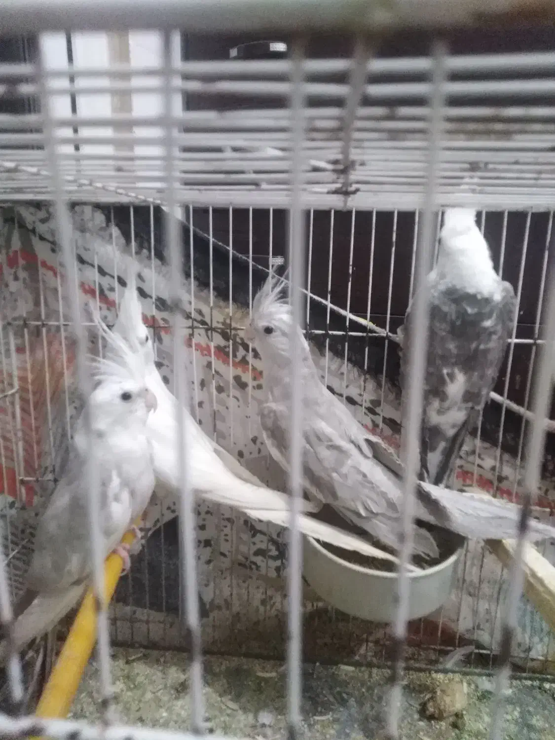 عروس هلندی آلبینو و وایت فیس|پرنده|گرگان, |دیوار