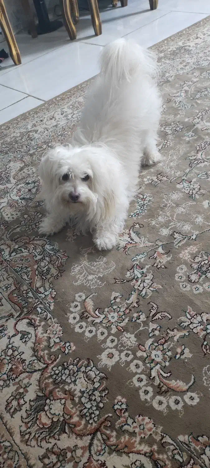 سگ گمشده نر.اسلامشهردرتاریخ1404/5/16.|حیوانات|اسلامشهر, شهرک قائمیه|دیوار